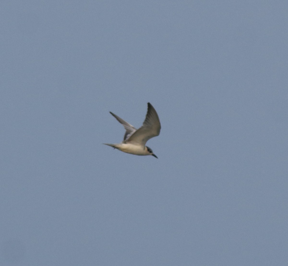 Common Tern - ML619215372