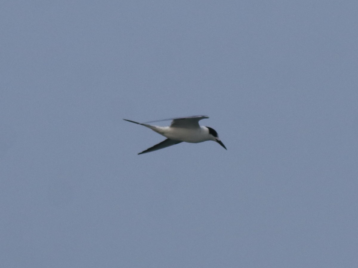 Common Tern - ML619215373