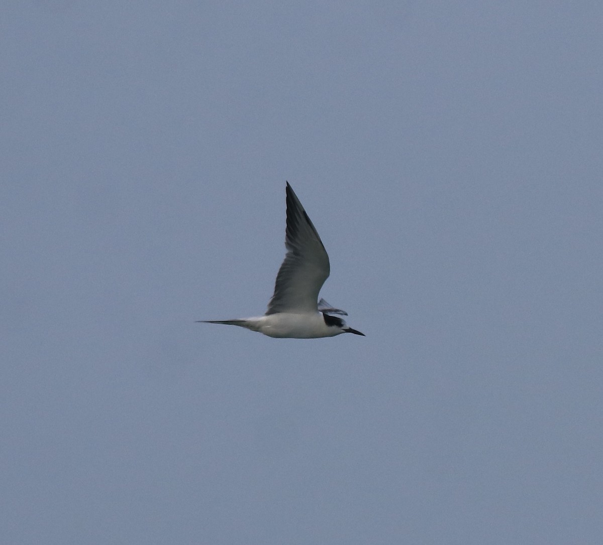 Common Tern - ML619215374