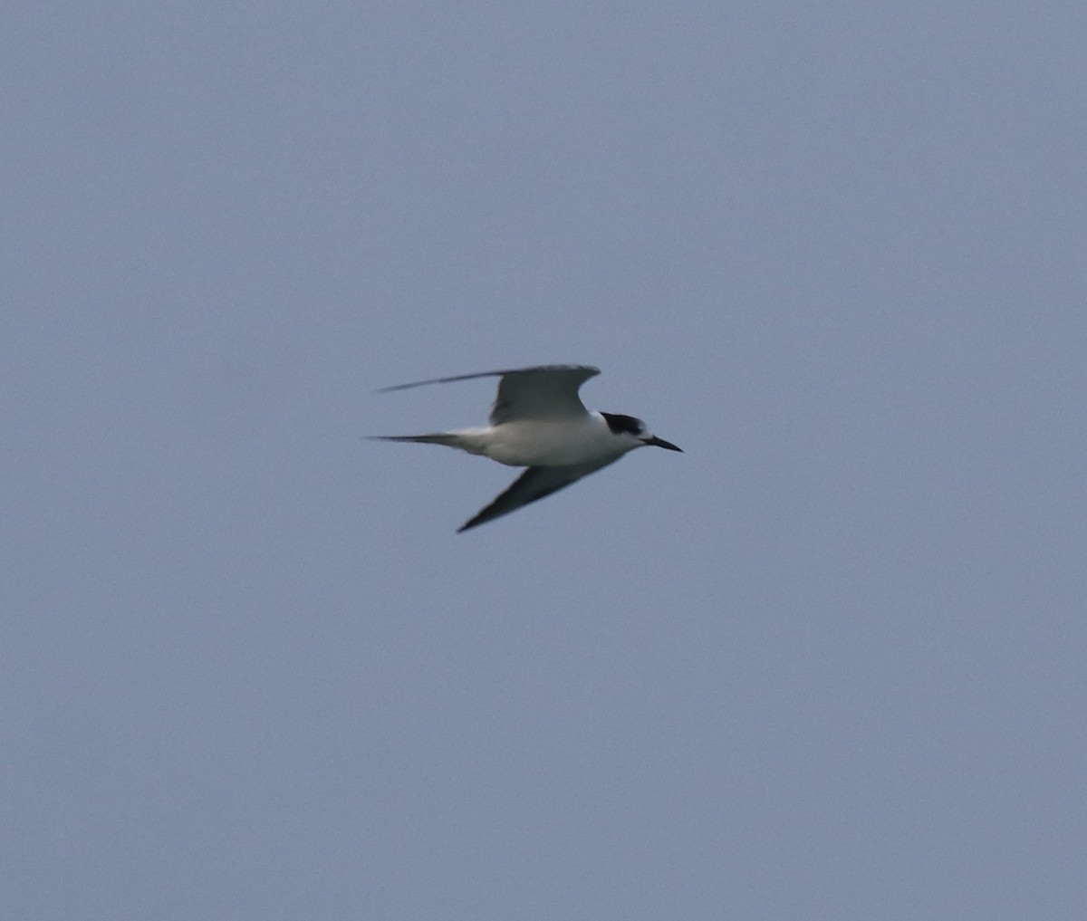 Common Tern - ML619215375