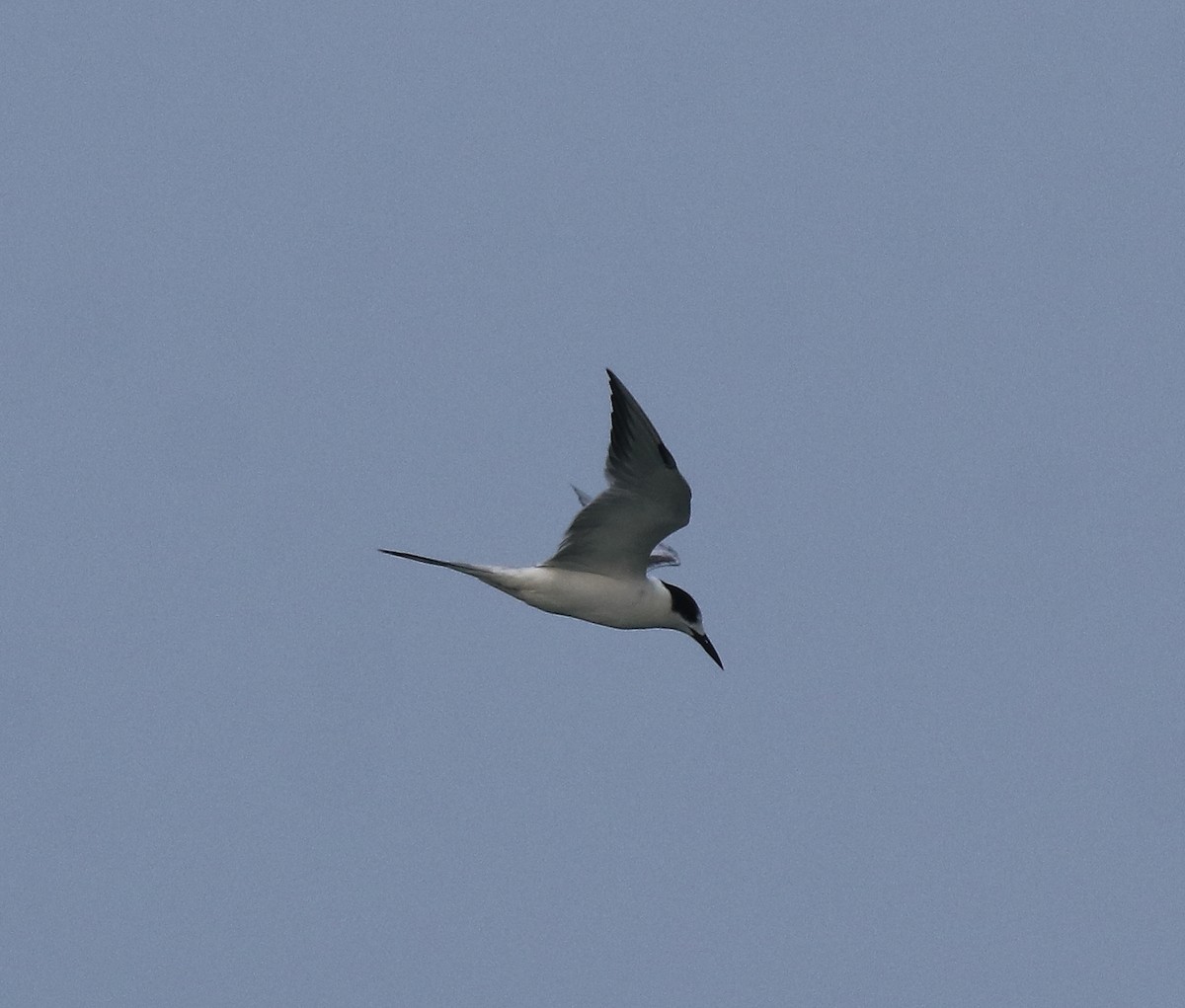 Common Tern - ML619215376
