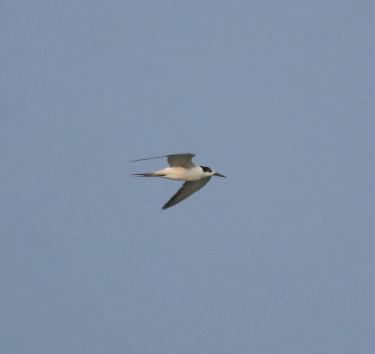Common Tern - ML619215378