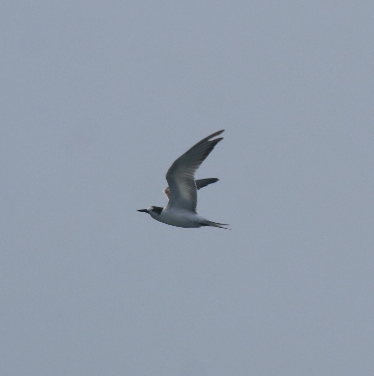 Common Tern - ML619215381