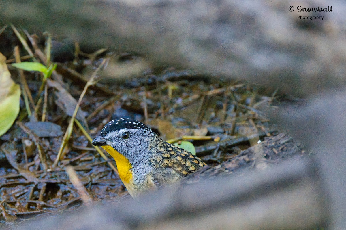 Spotted Pardalote - ML619215429