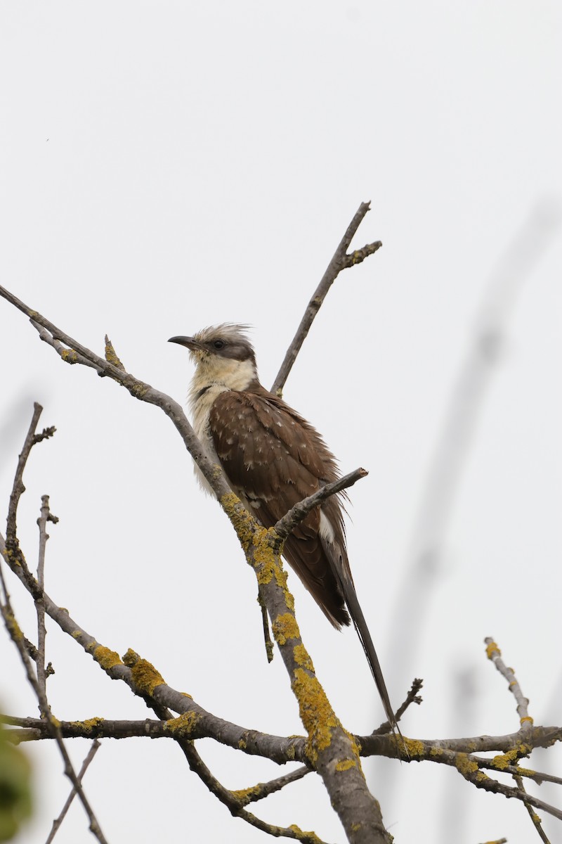 Great Spotted Cuckoo - ML619215451
