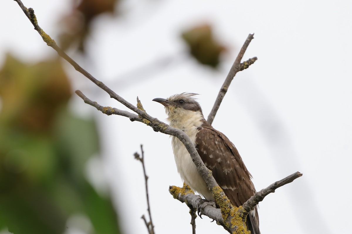 Great Spotted Cuckoo - ML619215452
