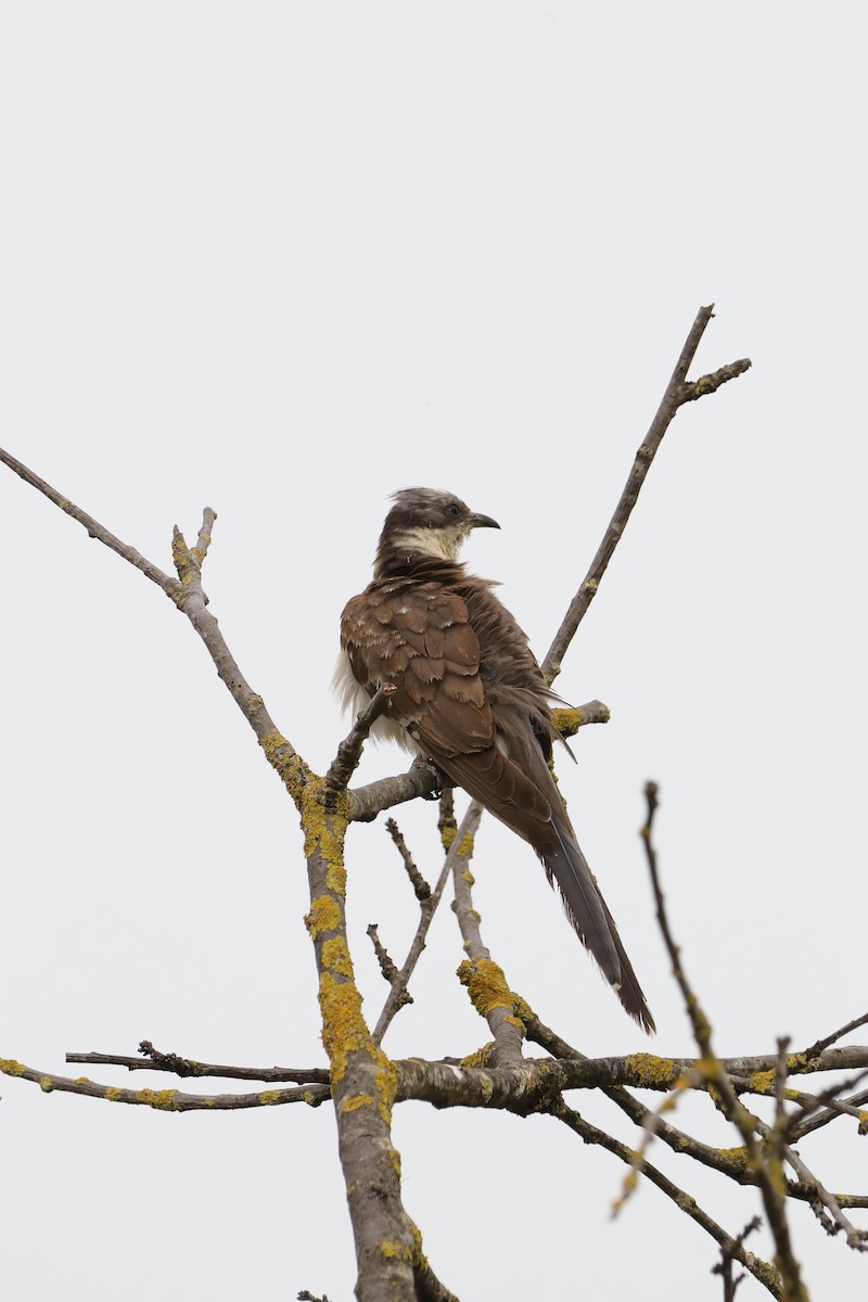Great Spotted Cuckoo - ML619215453