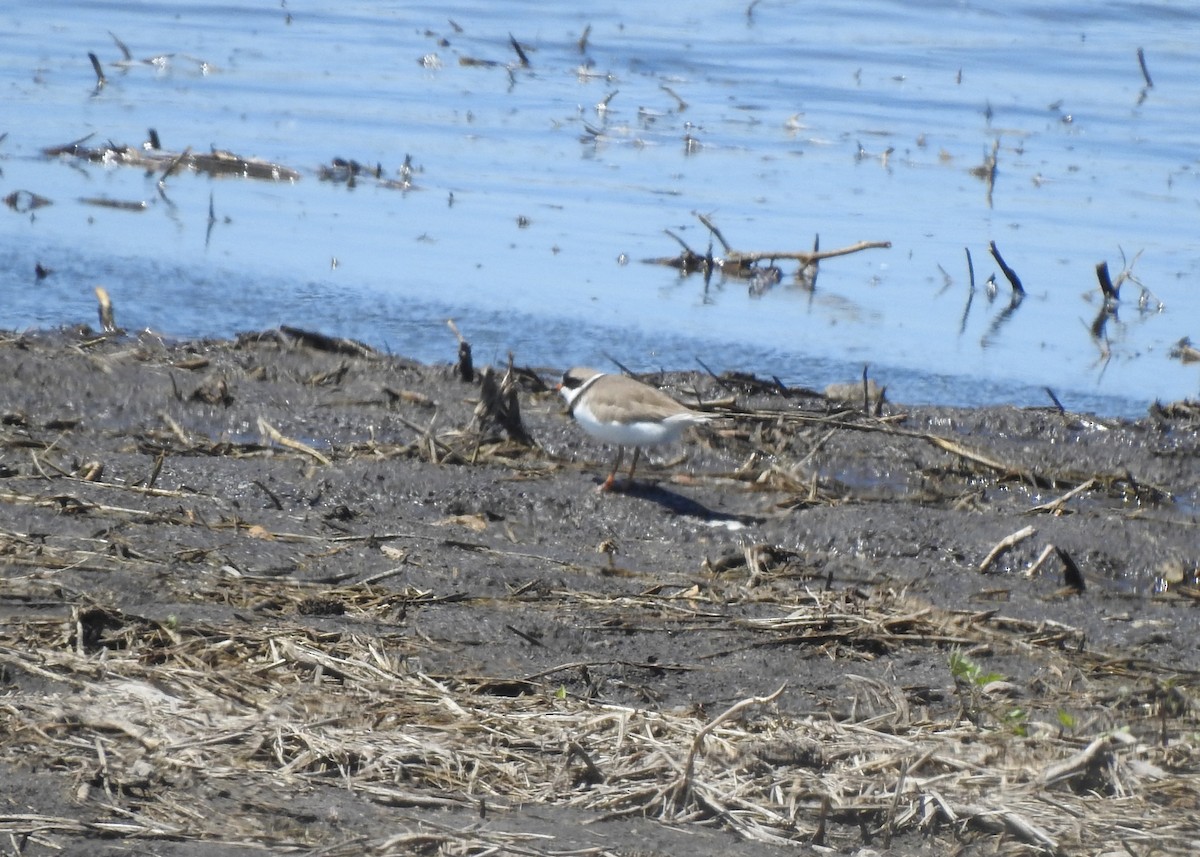 Semipalmated Plover - ML619215464
