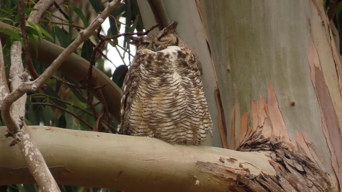 Great Horned Owl - ML619215512