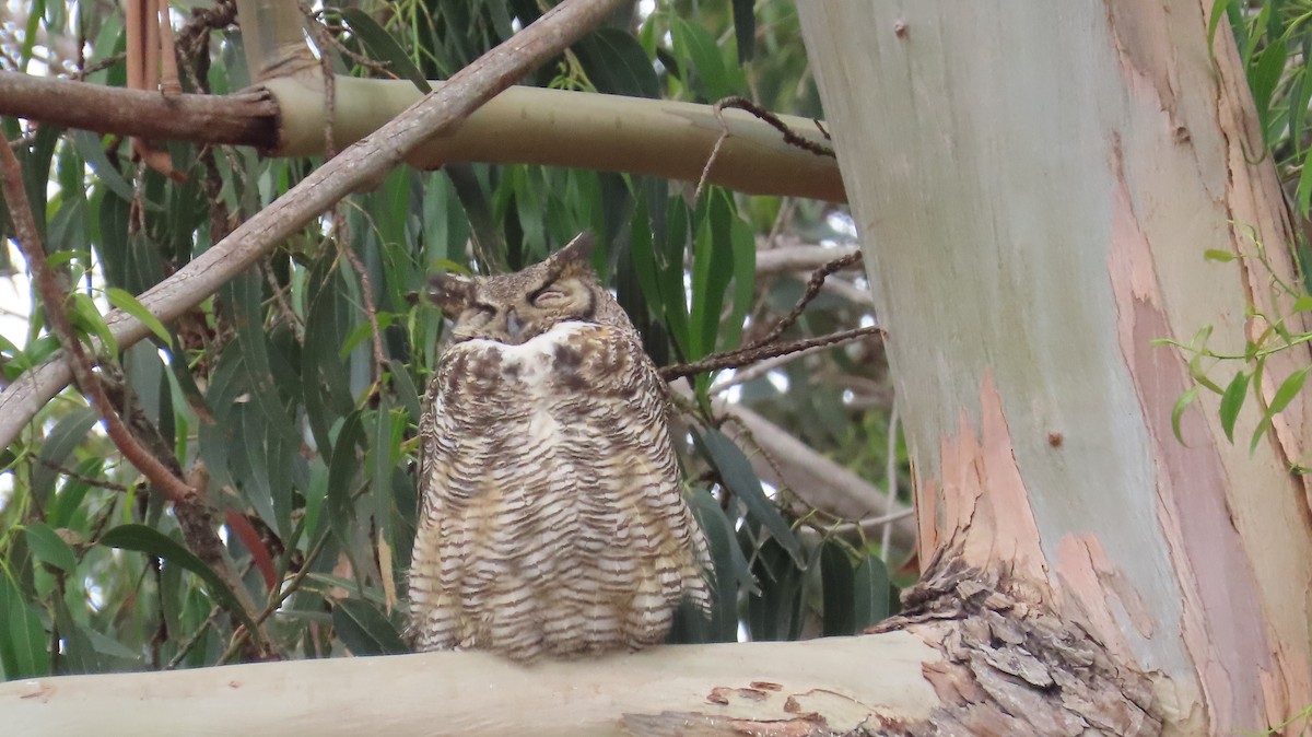 Great Horned Owl - ML619215514