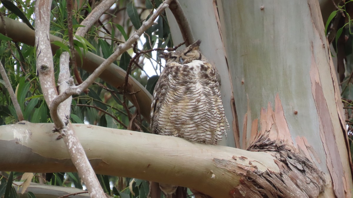 Great Horned Owl - ML619215515