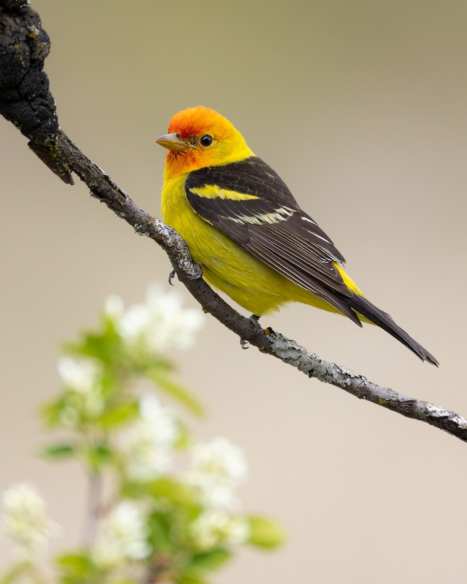 Western Tanager - ML619215516