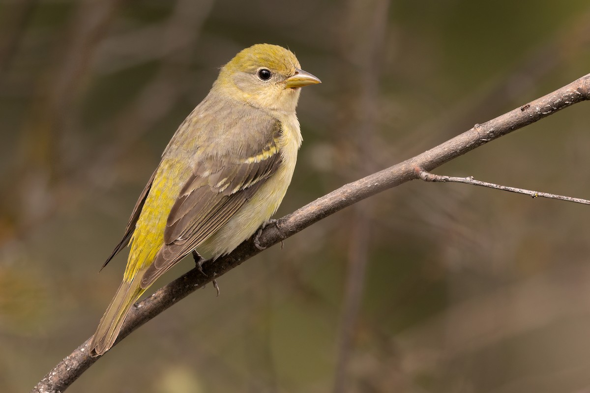 Western Tanager - ML619215518