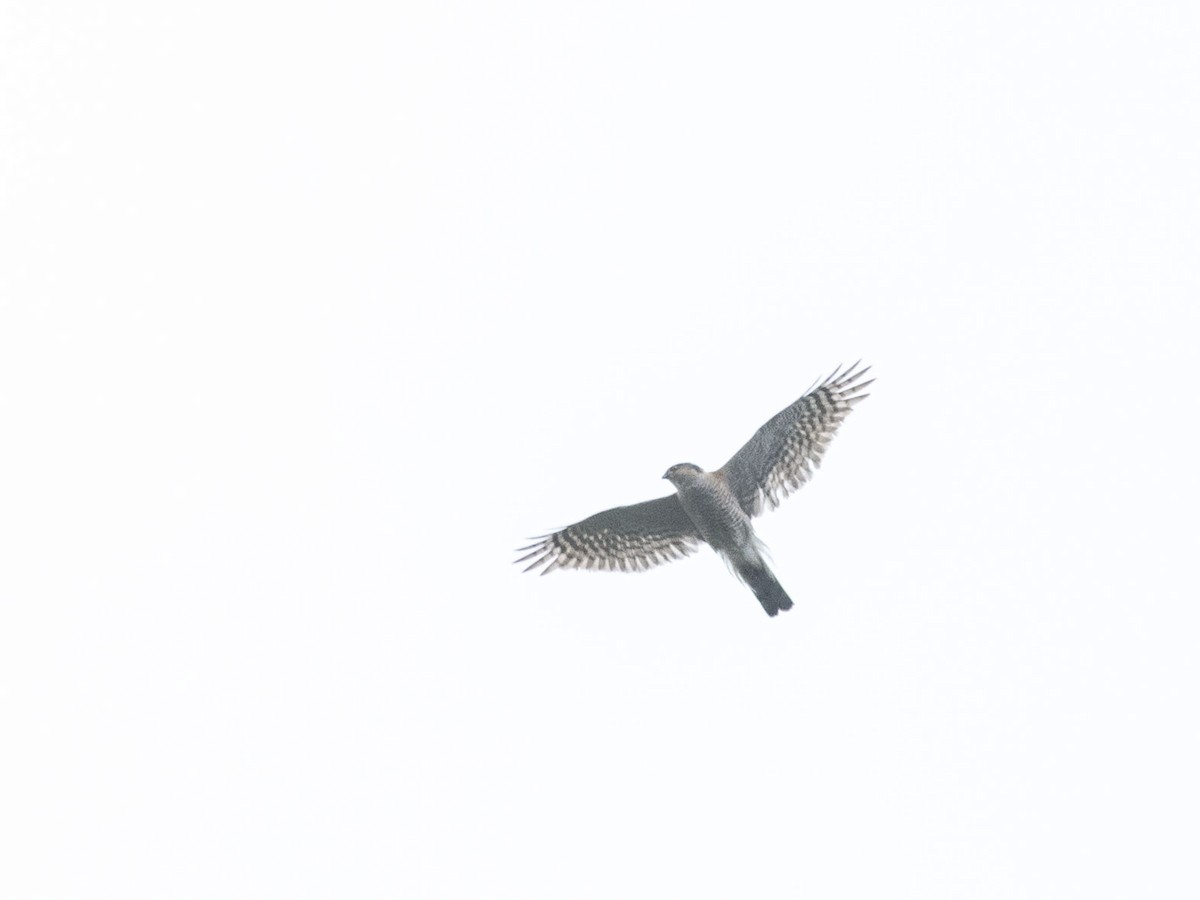 Eurasian Sparrowhawk - ML619215519