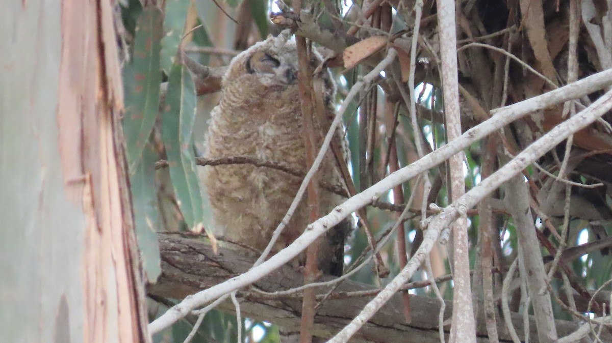 Great Horned Owl - ML619215521