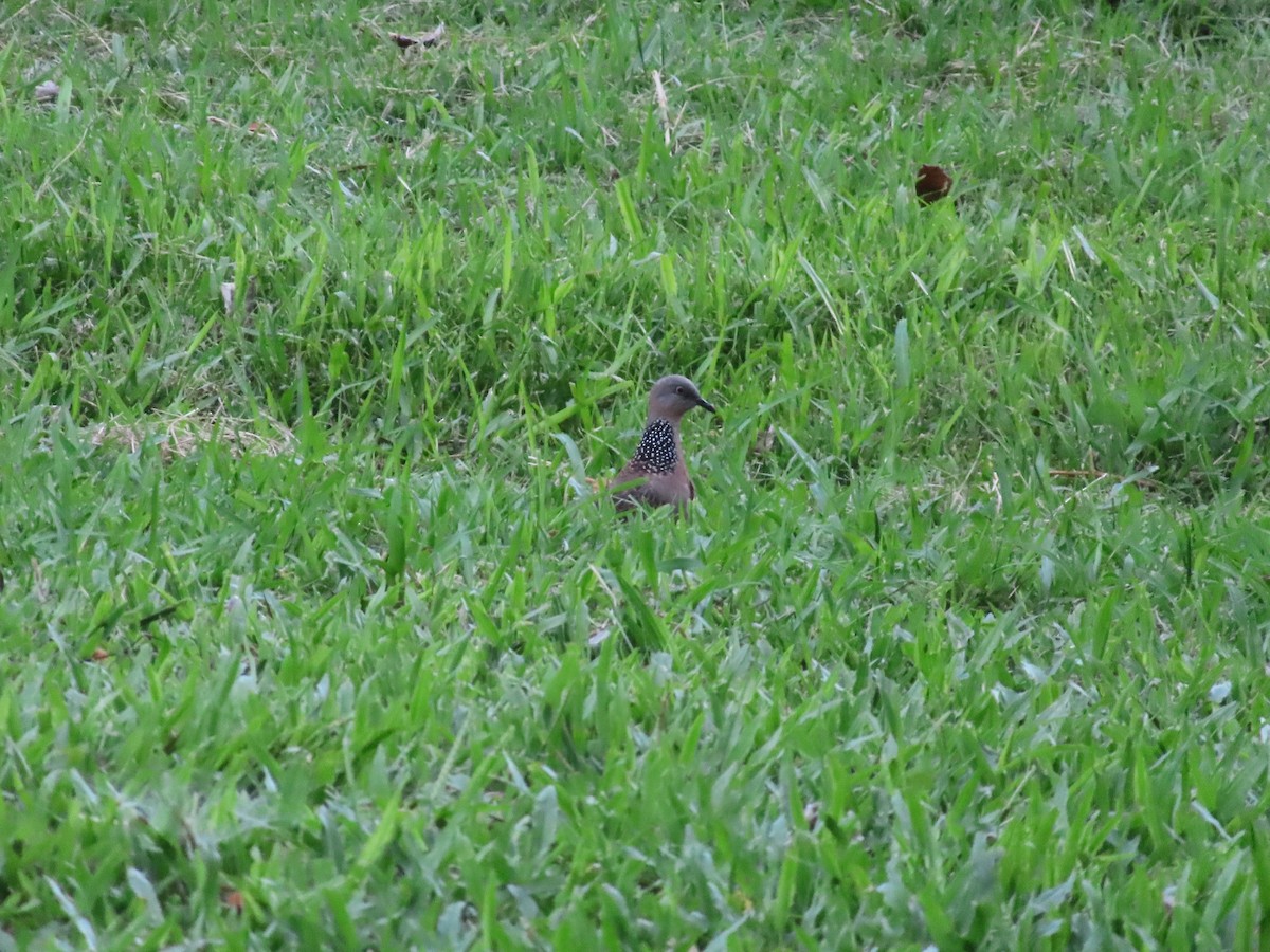 Spotted Dove - ML619215527