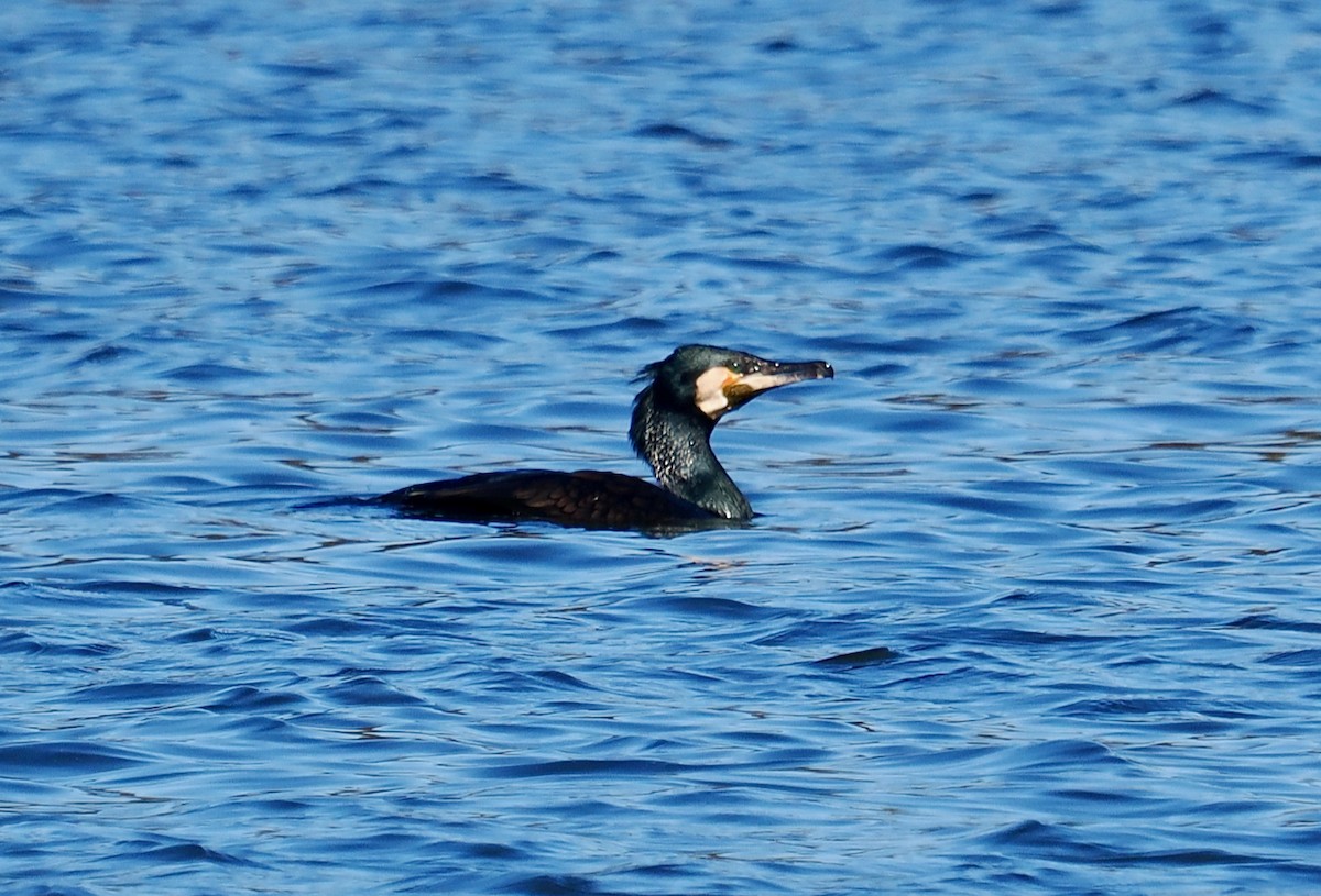 Great Cormorant (Australasian) - ML619215558