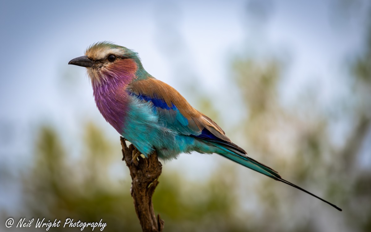 Lilac-breasted Roller - ML619215570