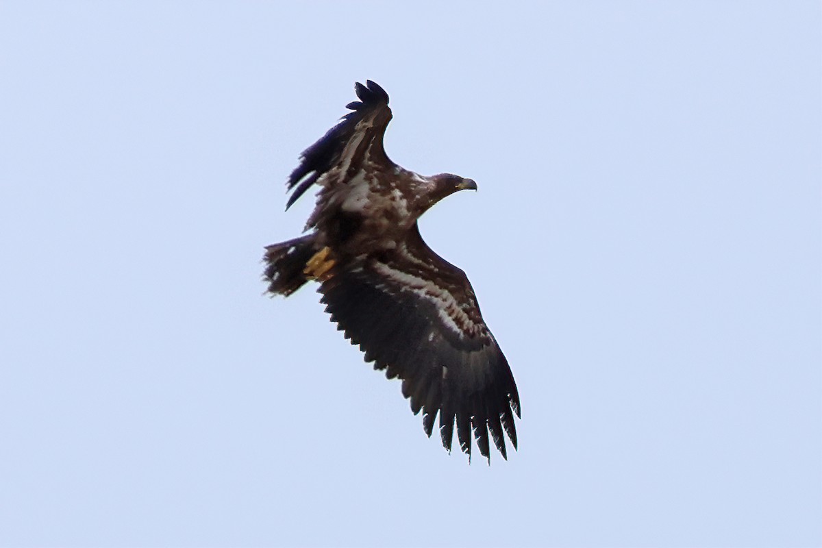 White-tailed Eagle - ML619215609