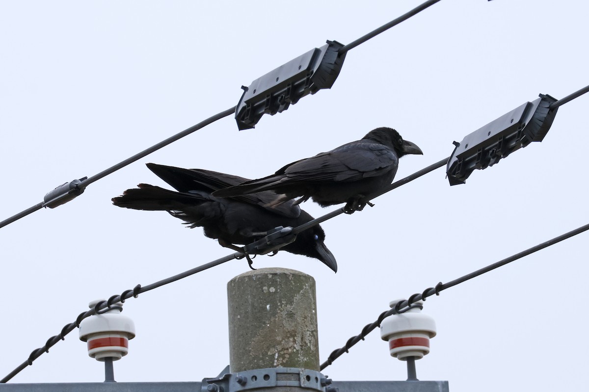 Large-billed Crow - ML619215611