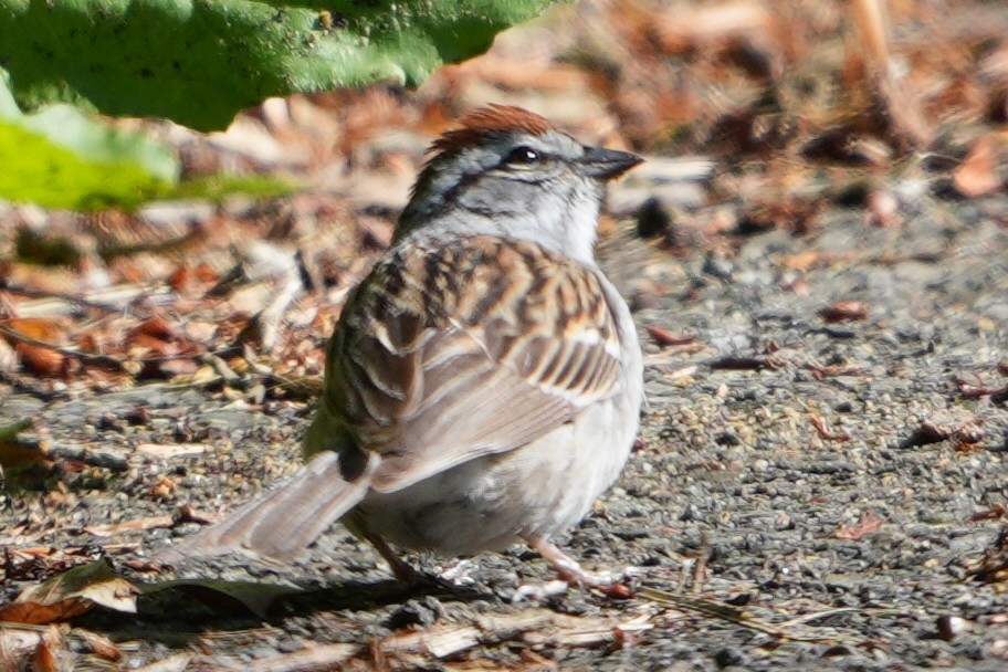 Chipping Sparrow - ML619215640