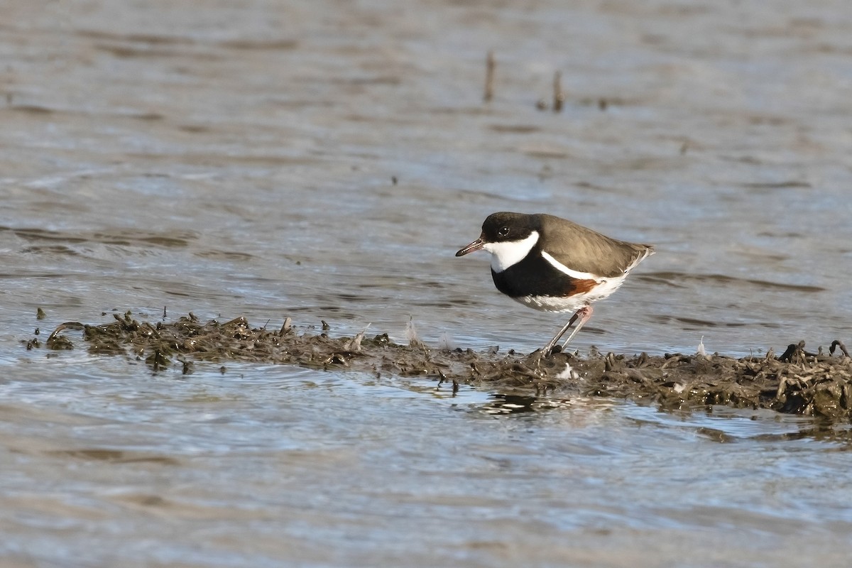 Red-kneed Dotterel - ML619215682