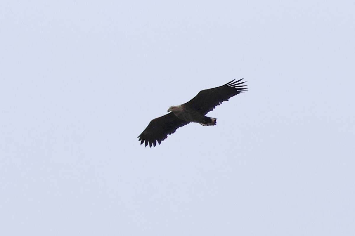 White-tailed Eagle - ML619215685