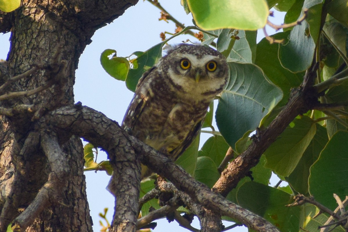 Spotted Owlet - ML619215746