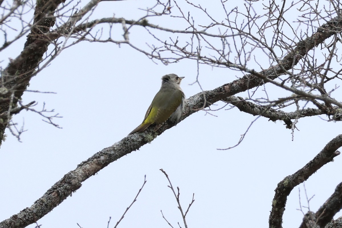 Gray-headed Woodpecker - ML619215750