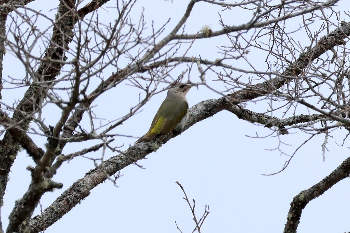 Gray-headed Woodpecker - ML619215751