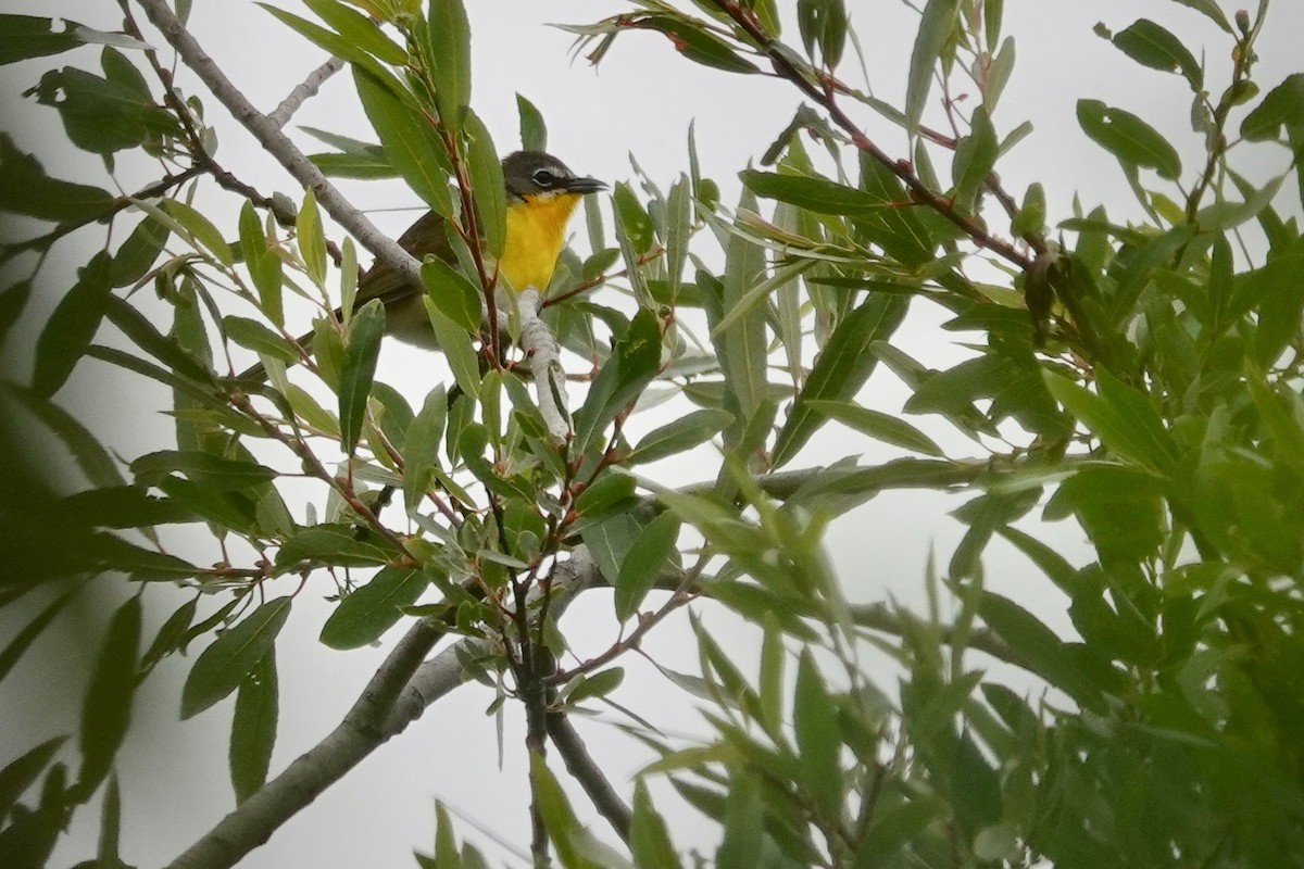 Yellow-breasted Chat - ML619215752