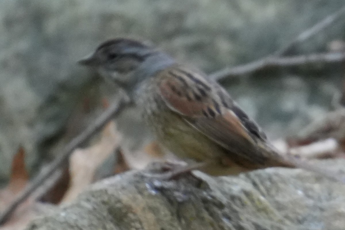 Swamp Sparrow - ML619215776