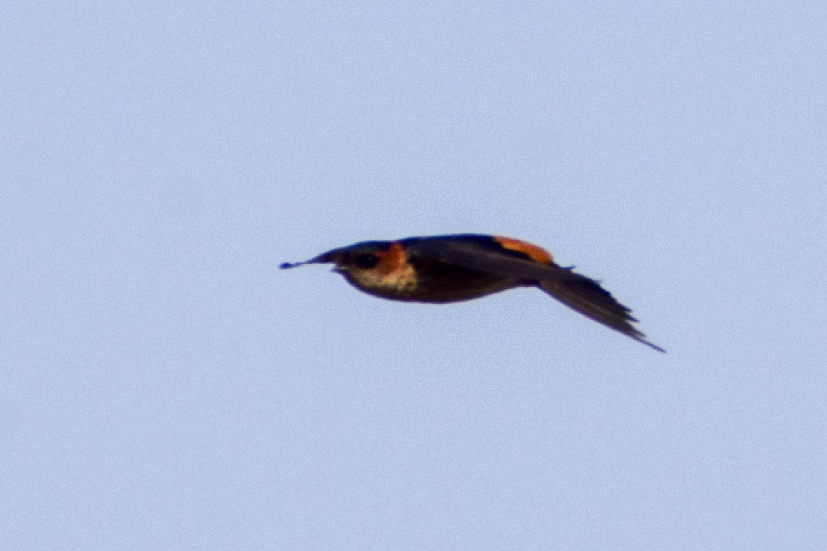 Red-rumped Swallow - ML619215781