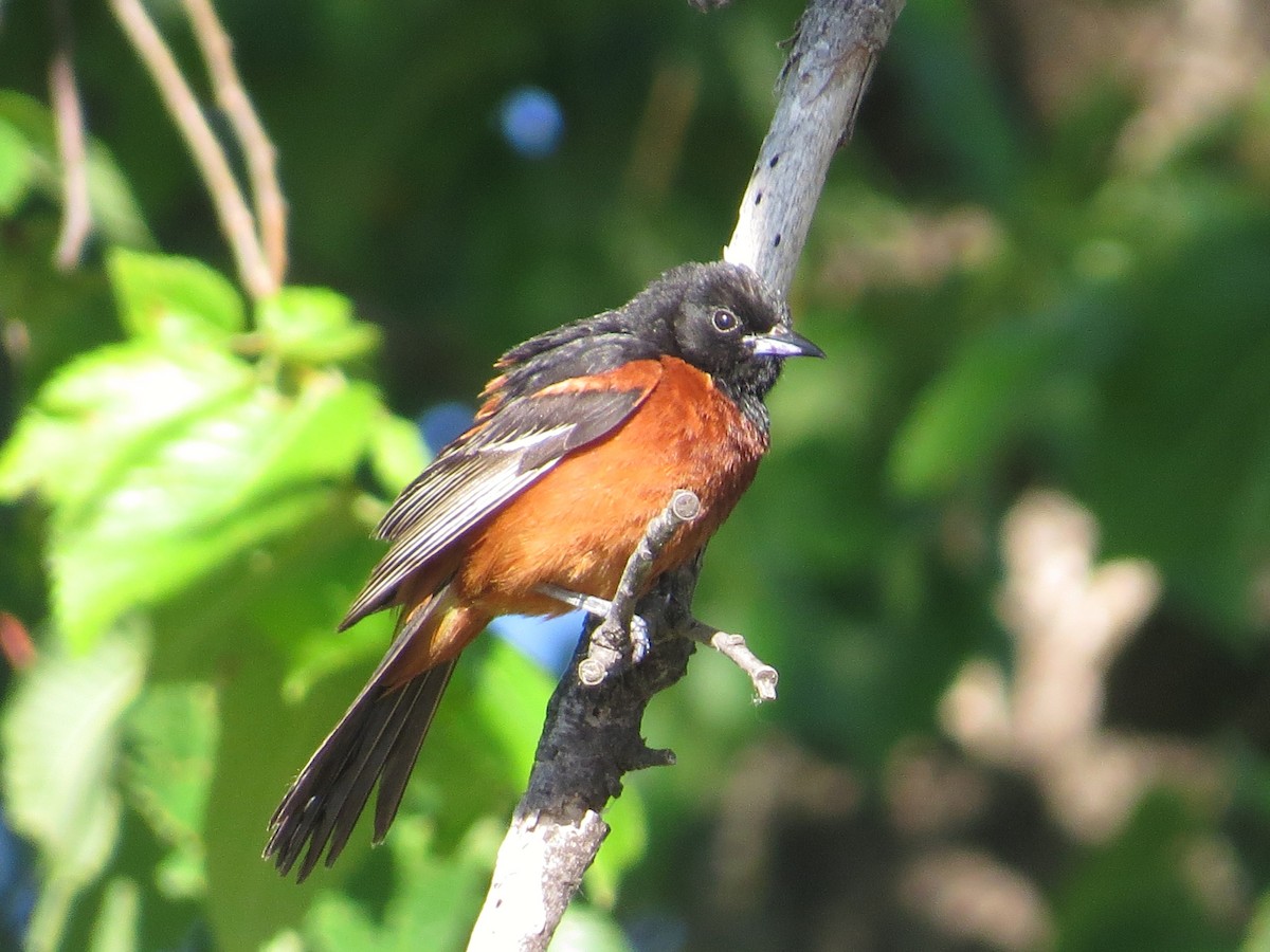 Orchard Oriole - ML61921581