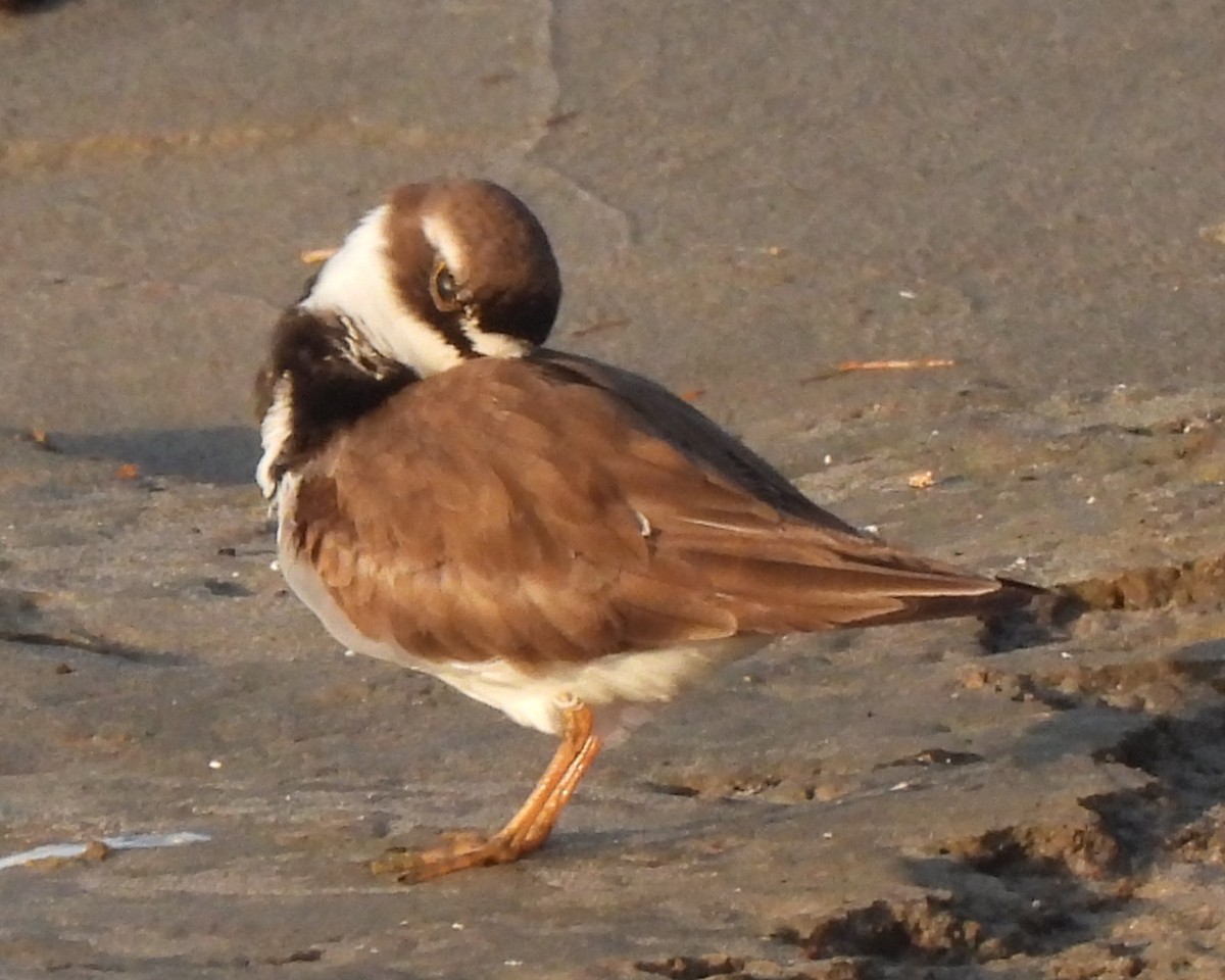 Semipalmated Plover - ML619215859