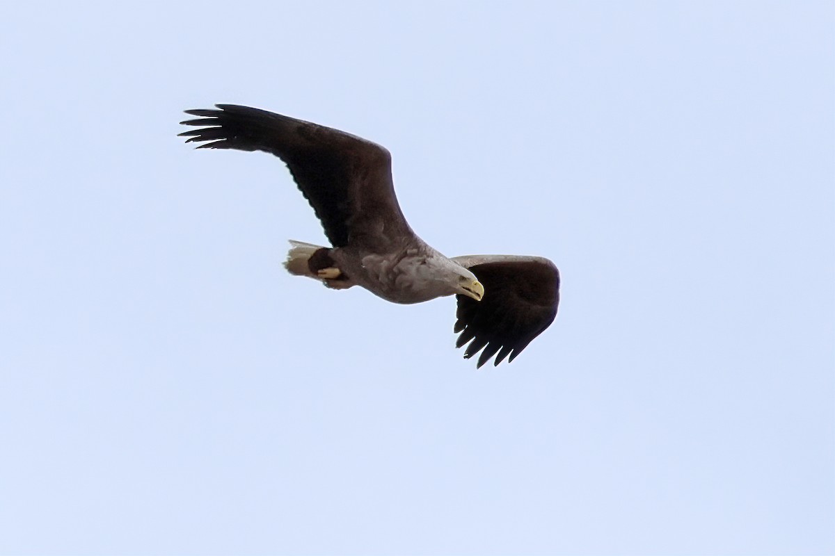 White-tailed Eagle - ML619215918