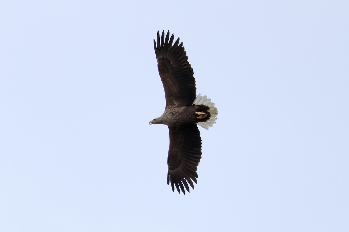 White-tailed Eagle - ML619215919