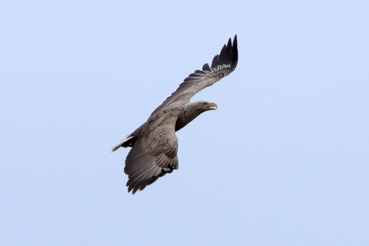 White-tailed Eagle - ML619215920