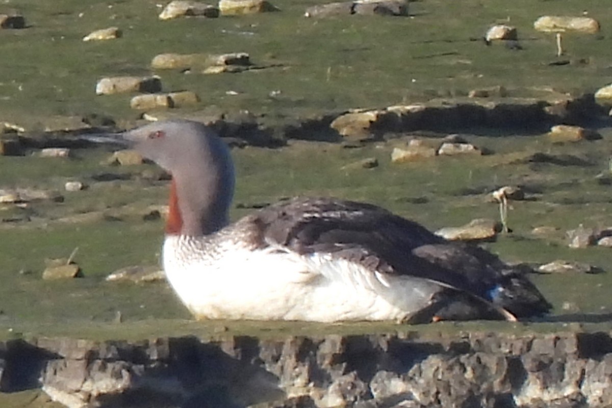 Red-throated Loon - ML619215952