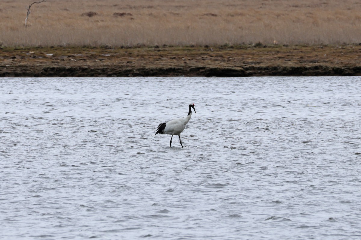 Red-crowned Crane - ML619215957