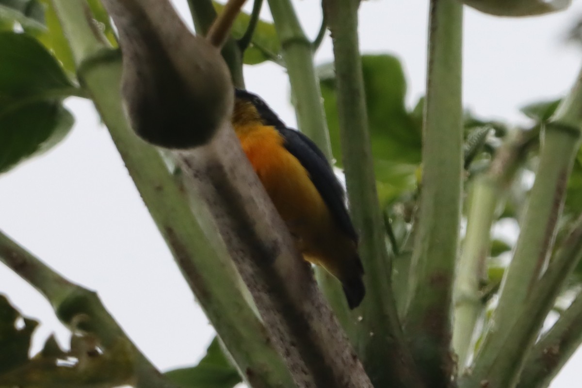 Orange-bellied Flowerpecker - ML619215958