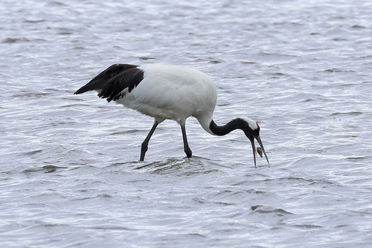 Red-crowned Crane - ML619215965