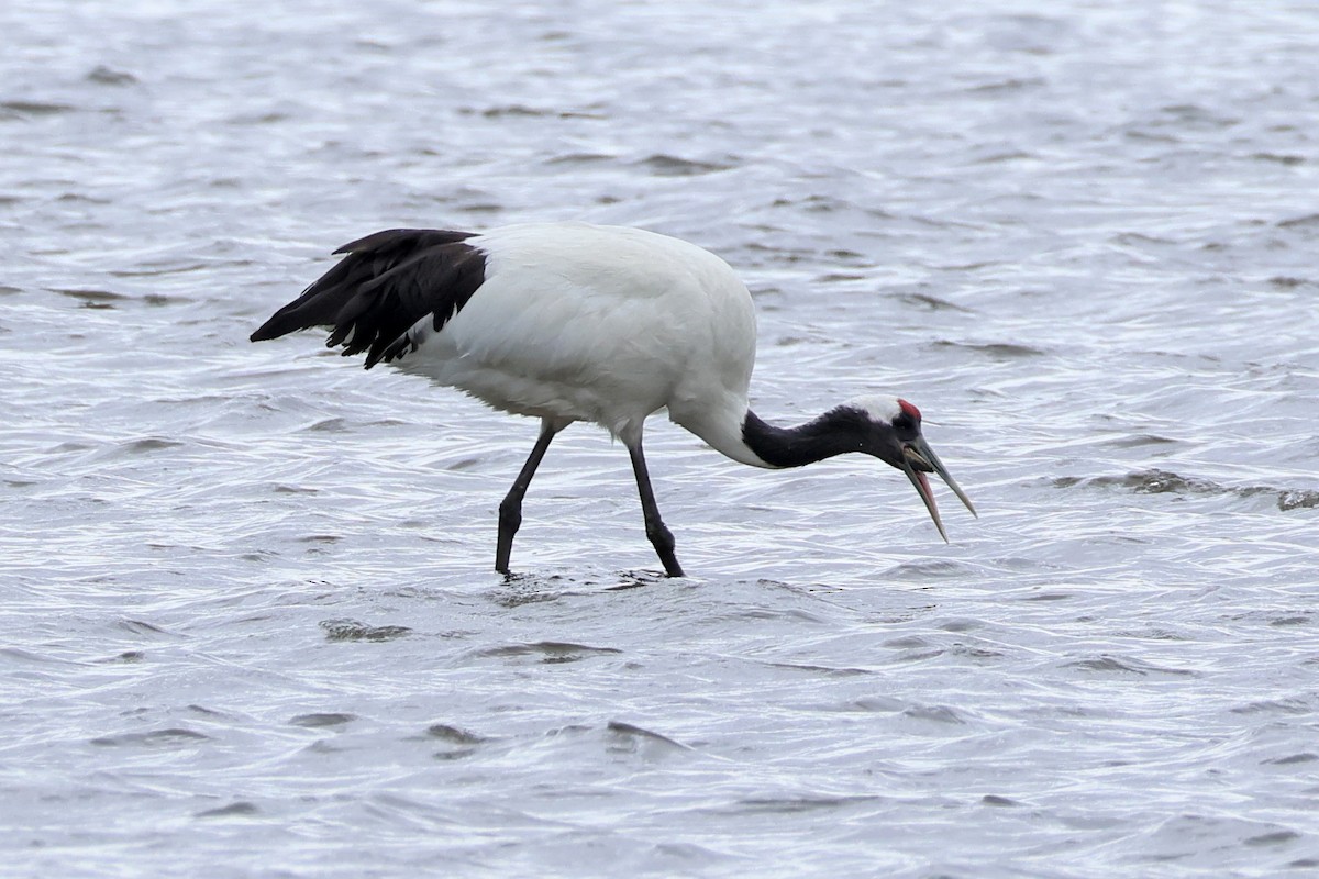 Red-crowned Crane - ML619215966