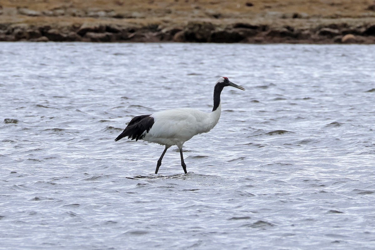 Red-crowned Crane - ML619215967