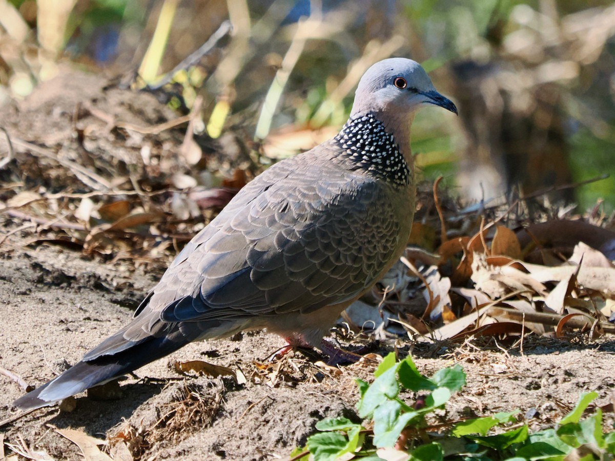 Spotted Dove - ML619215974