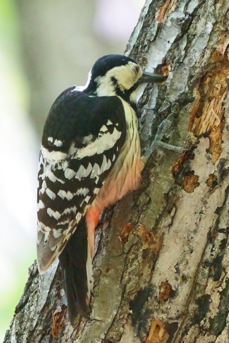 White-backed Woodpecker - ML619216033