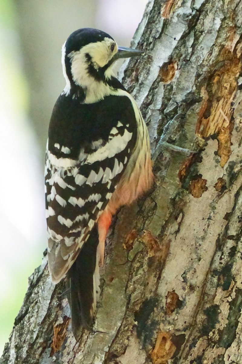 White-backed Woodpecker - ML619216036