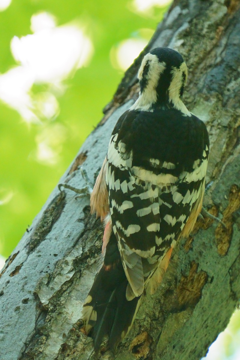 White-backed Woodpecker - ML619216038