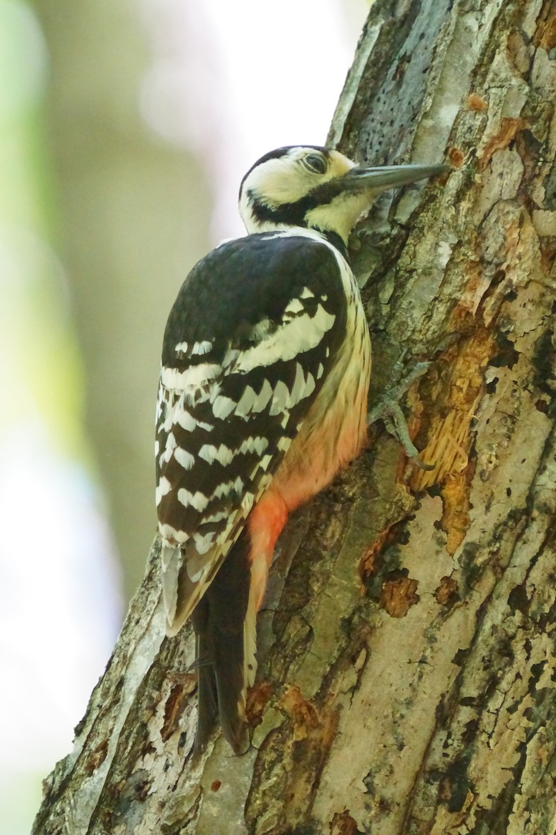 White-backed Woodpecker - ML619216039