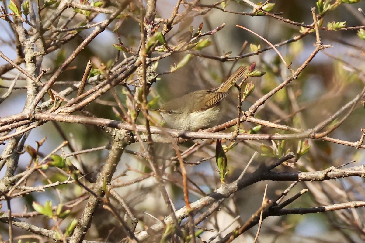 Japanese Bush Warbler - ML619216049